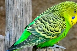 Loài chim đẹp gây mê, biết nói tiếng người được săn lùng nhiều nhất