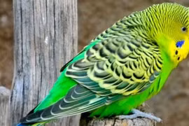 Loài chim đẹp gây mê, biết nói tiếng người được săn lùng nhiều nhất