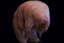 Dựng tóc gáy với ảnh phóng đại loài gấu nước - "sinh vật bất tử”