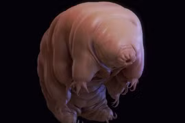 Dựng tóc gáy với ảnh phóng đại loài gấu nước - "sinh vật bất tử”