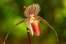 Cận cảnh loài hoa đắt nhất thế giới, 15 năm mới nở một lần