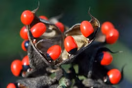 Chỉ mặt những loài cây hiểm độc nhất hành tinh, Việt Nam có nhiều