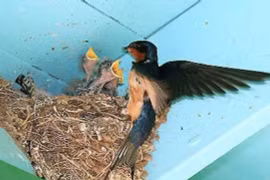 5 điềm báo phát tài trước Tết, gia chủ năm mới đắc lộc