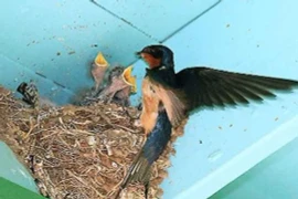 5 điềm báo phát tài trước Tết, gia chủ năm mới đắc lộc