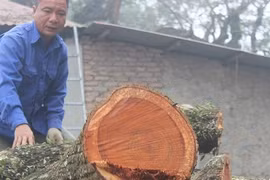 Hà Nội thu hơn 154 tỷ đồng từ đấu giá lô gỗ sưa đỏ 