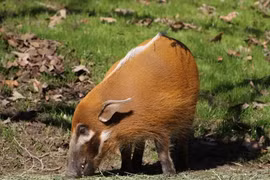 Thán phục loài lợn chạy cực nhanh, bơi lội "thành thần"