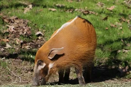 Thán phục loài lợn chạy cực nhanh, bơi lội "thành thần"