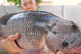 Soi loạt "quái ngư" khủng từng bị tóm gọn ở miền Tây