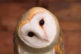 Bộ mặt không giống ai của loài cú mèo, như sinh vật "ngoài hành tinh"