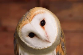 Bộ mặt không giống ai của loài cú mèo, như sinh vật "ngoài hành tinh"