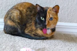 10 giống mèo độc - dị - lạ nhất hành tinh