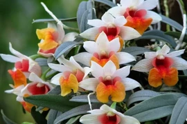 Top loài hoa lan rừng cực hiếm, có tên trong Sách đỏ Việt Nam