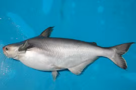 Loài cá ở Việt Nam được coi là "nữ hoàng", giá chát vẫn cháy hàng