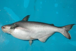 Loài cá ở Việt Nam được coi là "nữ hoàng", giá chát vẫn cháy hàng