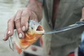 Tại sao cá piranha hung dữ vẫn không thể thống trị sông Amazon?