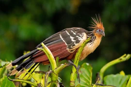 Độc dị loài gà duy nhất có móng vuốt ở cánh và bay như chim