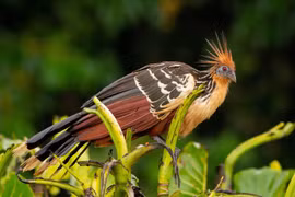 Độc dị loài gà duy nhất có móng vuốt ở cánh và bay như chim