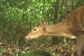 Động vật cực quý hiếm của Việt Nam xuất hiện liên tục ở Hà Tĩnh