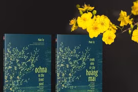 Có một cây hoàng mai xứ Huế