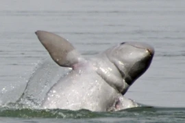 Cá nược mắc lưới ngư dân Việt: Loài cực quý hiếm!