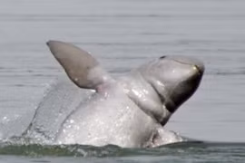 Cá nược mắc lưới ngư dân Việt: Loài cực quý hiếm!