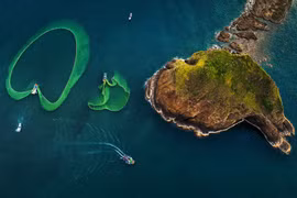 San hô nở hoa trên cạn ở Phú yên 