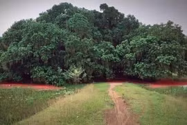 'Báu vật' quần thể lộc vừng nghìn năm… chết mòn