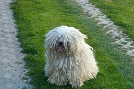 Ngắm loài chó có bộ lông cực dị, mặt y hệt chổi lau nhà