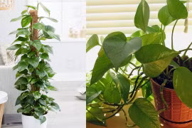 4 thứ không đặt trong phòng khách kẻo tiền bạc 'đội nón ra đi'