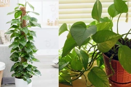 4 thứ không đặt trong phòng khách kẻo tiền bạc 'đội nón ra đi'