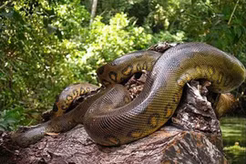 Kinh hãi loài rắn khổng lồ từng tung hoành trên Trái đất