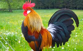 Giáp Thìn 2024: 3 con giáp may mắn chiếu rọi, tài lộc rực rỡ