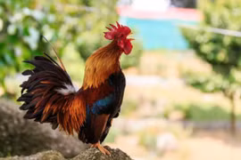 Vượt gió bão, 3 tuổi hết áp lực, thu nhập tăng cuối tháng 6 Âm 