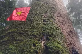 Chiêm ngưỡng 'cụ' cây sa mu 2.000 tuổi quý hiếm nhất Việt Nam