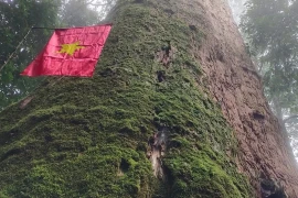 Chiêm ngưỡng 'cụ' cây sa mu 2.000 tuổi quý hiếm nhất Việt Nam