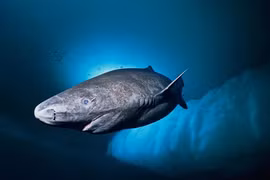 Loài thủy quái cổ xưa, tuy mù lòa nhưng sống dai trăm tuổi