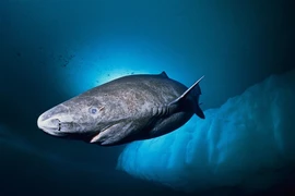 Loài thủy quái cổ xưa, tuy mù lòa nhưng sống dai trăm tuổi