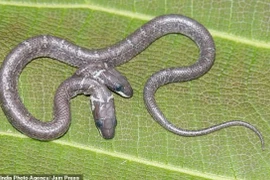 Xuất hiện rắn hai đầu siêu hiếm trong tự nhiên: Điềm báo thảm họa?