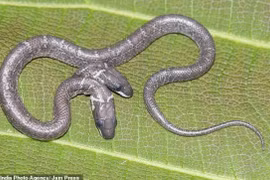 Xuất hiện rắn hai đầu siêu hiếm trong tự nhiên: Điềm báo thảm họa?