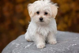 3 tuổi bội thu tài lộc từ Rằm tháng 6, cuối năm giàu nứt vách