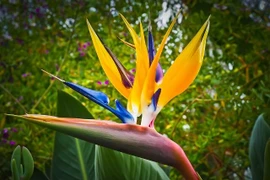 5 loài hoa nở trong nhà báo hiệu điềm lành, may mắn, tài lộc