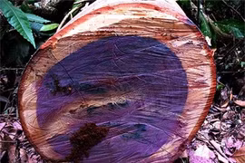 5 loại gỗ đắt nhất thế giới