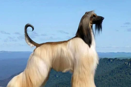 10 loài chó "sang chảnh" nhất thế giới, mất tiền tỉ để sở hữu