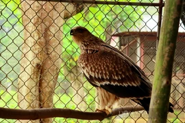 Phát hiện mảnh đạn trong ngực đại bàng nâu quý hiếm vừa được giao nộp