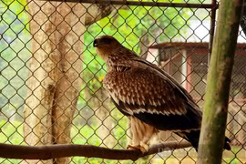 Phát hiện mảnh đạn trong ngực đại bàng nâu quý hiếm vừa được giao nộp