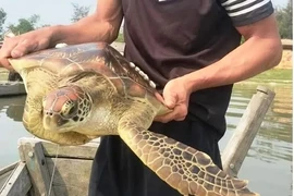 Rùa biển mắc lưới ngư dân Huế, loài cực hiếm trong Sách Đỏ Việt Nam