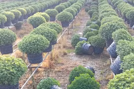 Cúc mâm xôi bán Tết chậm trổ bông, người dân phải nhổ bỏ