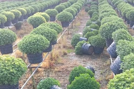 Cúc mâm xôi bán Tết chậm trổ bông, người dân phải nhổ bỏ