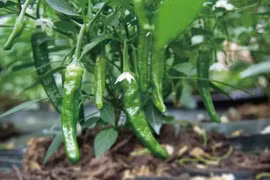 Ớt Chương Thụ Cảng - Giống ớt đắt hơn cả thịt bò