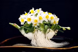 Các loại hoa để bàn làm việc hợp phong thủy theo từng mệnh